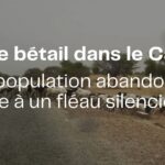 Vol de bétail dans le Cayor