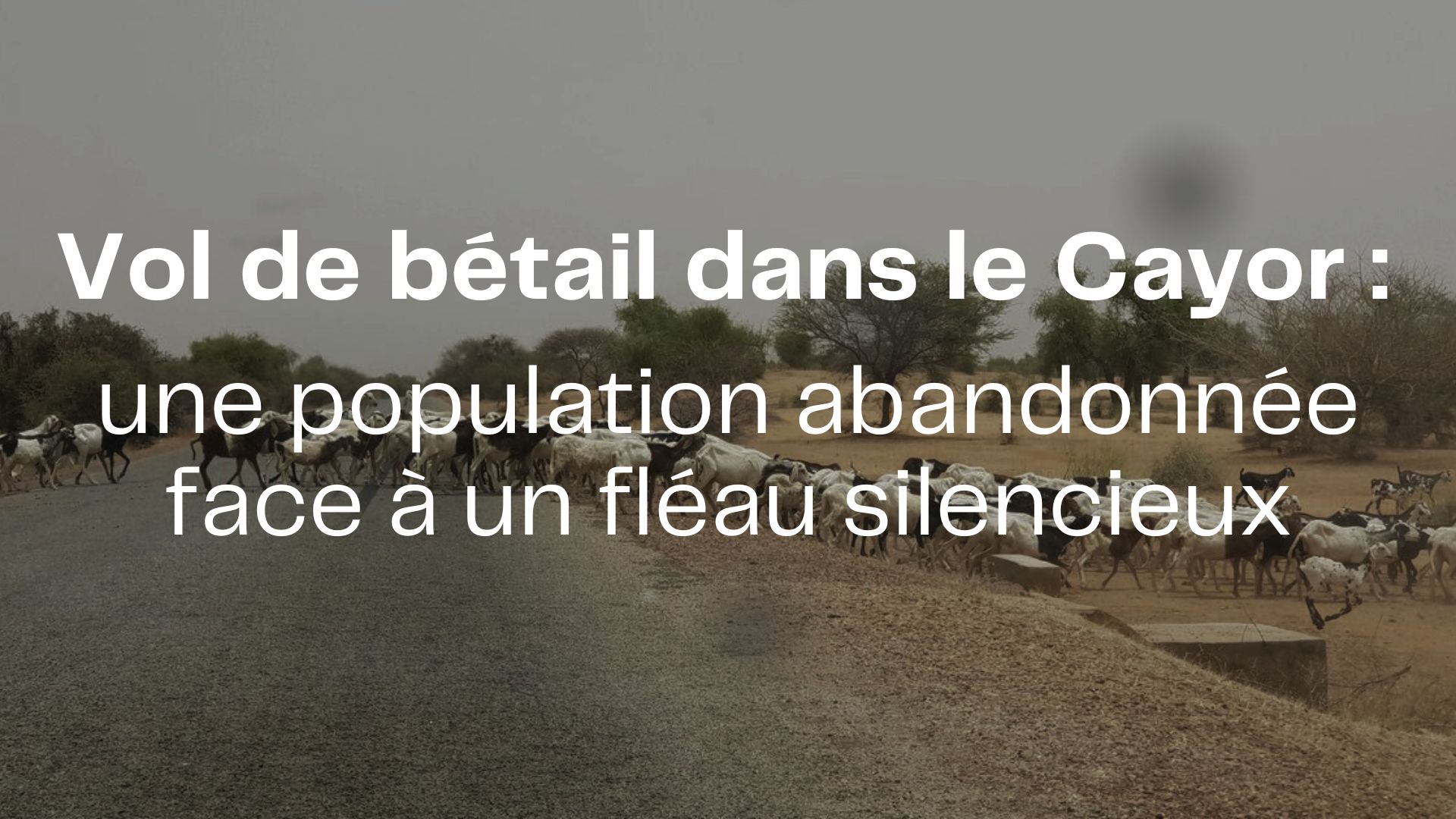 Vol de bétail dans le Cayor